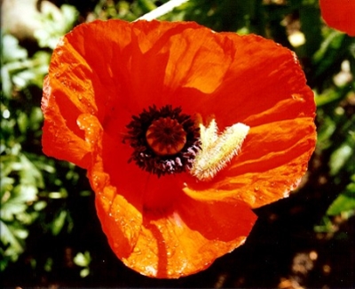 Klatschmohnblüte, fotografiert von meiner Frau