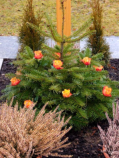 Am Geburtstag meiner Frau mit Weihnachtstännchen und Rosenmuck.
