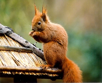 Eichhörnchen auf unserem Vogelhaus