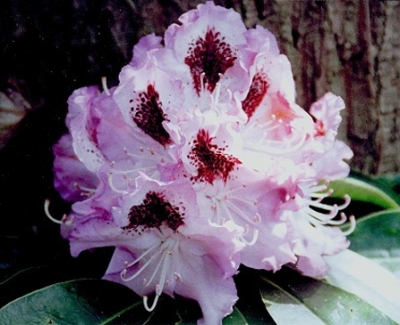 Rhododendronblüte